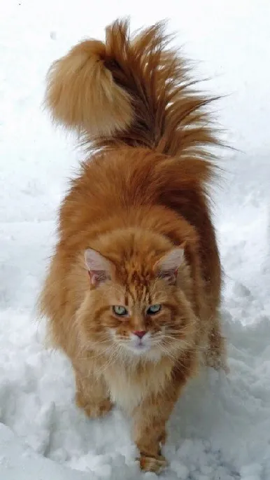 缅因猫照片_缅因猫高清图片_缅因猫写真照片 | 宠物猫图片