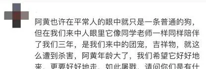 老校长饲养了五年的流浪狗 新校长刚上任就把它“处理”掉了…… | 宠物新闻资讯