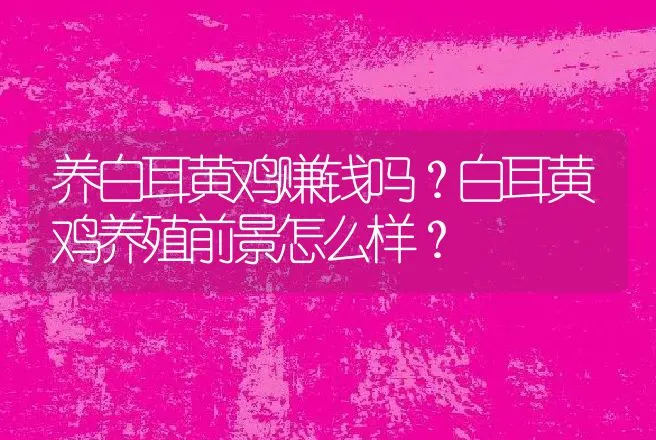 养白耳黄鸡赚钱吗？白耳黄鸡养殖前景怎么样？ | 养殖致富