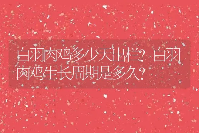 白羽肉鸡多少天出栏？白羽肉鸡生长周期是多久？ | 家禽养殖