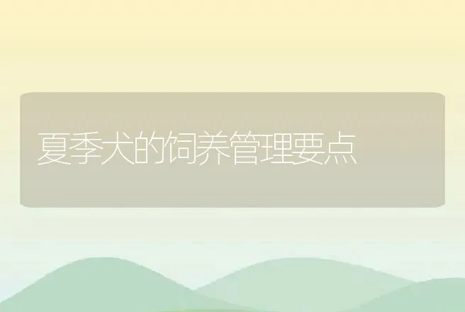 夏季犬的饲养管理要点 | 动物养殖