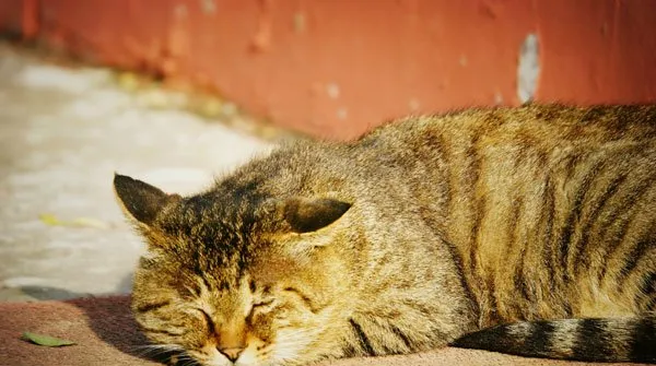 【宠物猫图片】打盹的猫咪 | 宠物猫图片