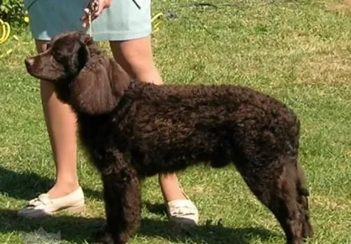 美国水猎犬掉毛怎么办 美国水猎犬掉毛程度介绍 | 宠物病虫害防治