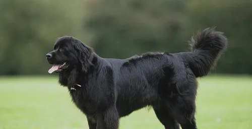 如何训练纽芬兰犬大小便？ | 宠物训练技巧