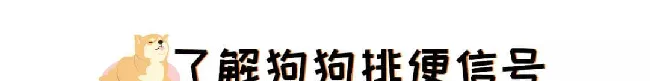 训了100遍的定点上厕所，宠物们到底还能不能学会？ | 宠物狗训练技巧