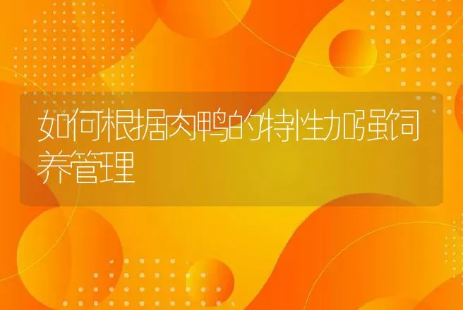 如何根据肉鸭的特性加强饲养管理 | 动物养殖