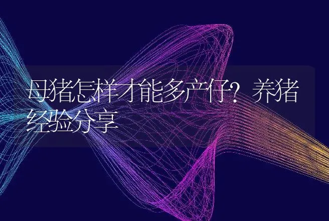 母猪怎样才能多产仔？养猪经验分享 | 家畜养殖