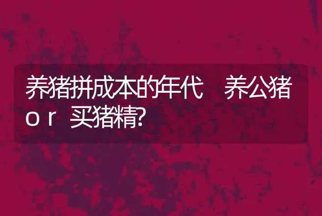 养猪拼成本的年代 养公猪or买猪精? | 家畜养殖