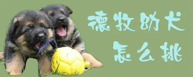 德牧幼犬怎么挑 | 养宠入门知识