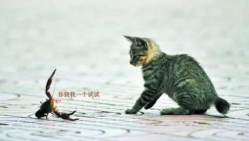 猫咪为什么喜欢乱抓东西 | 宠物喂养知识