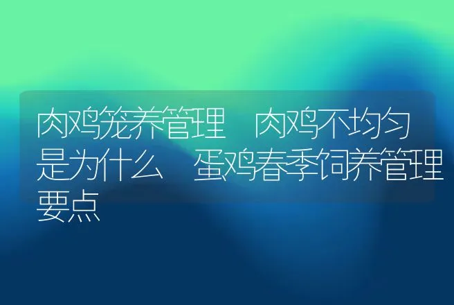 肉鸡笼养管理 肉鸡不均匀是为什么 蛋鸡春季饲养管理要点 | 家禽养殖