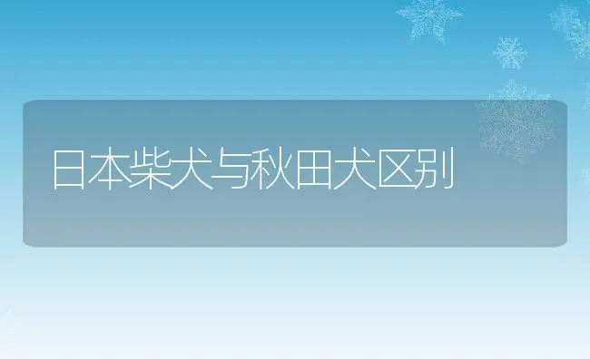 日本柴犬与秋田犬区别 | 宠物喂养