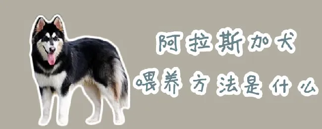 阿拉斯加犬喂养方法是什么 | 宠物病虫害防治