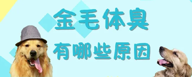 金毛体臭有哪些原因 | 宠物病虫害防治