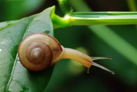 蜗牛的饲养方法简介 | 宠物喂养知识