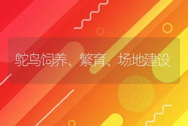 鸵鸟饲养、繁育、场地建设 | 动物养殖