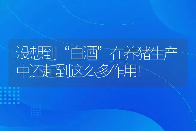 没想到“白酒”在养猪生产中还起到这么多作用！ | 家畜养殖