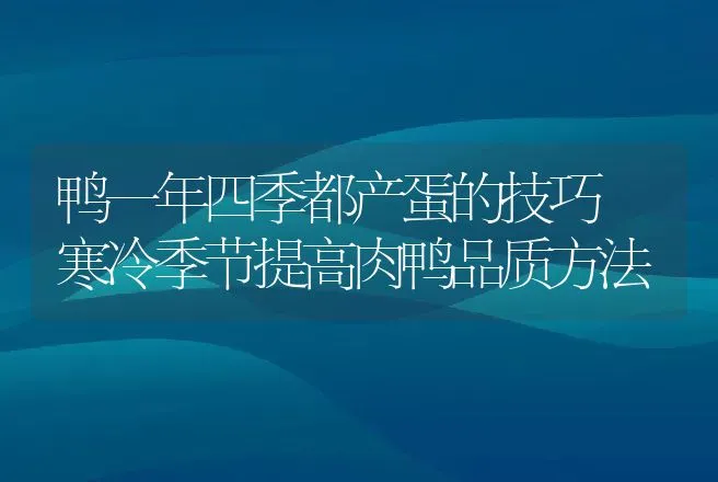 鸭一年四季都产蛋的技巧 寒冷季节提高肉鸭品质方法 | 家禽养殖