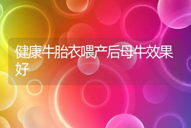 健康牛胎衣喂产后母牛效果好 | 动物养殖