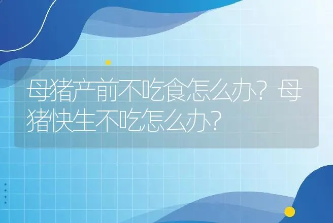 母猪产前不吃食怎么办？母猪快生不吃怎么办？ | 兽医知识大全