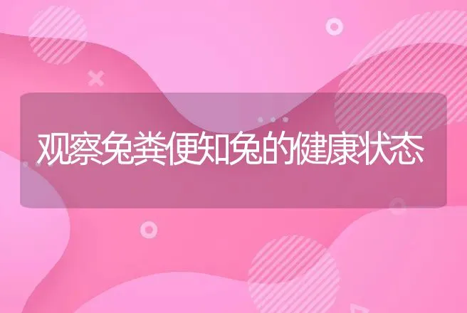 观察兔粪便知兔的健康状态 | 兽医知识大全