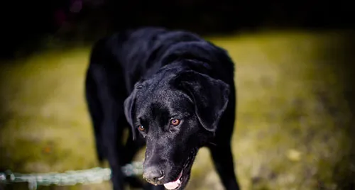 拉布拉多犬训练服从训练的时候要注意的问题 | 宠物狗训练技巧