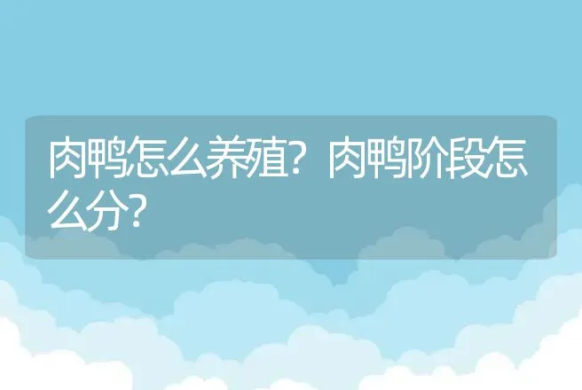 肉鸭怎么养殖？肉鸭阶段怎么分？ | 家禽养殖