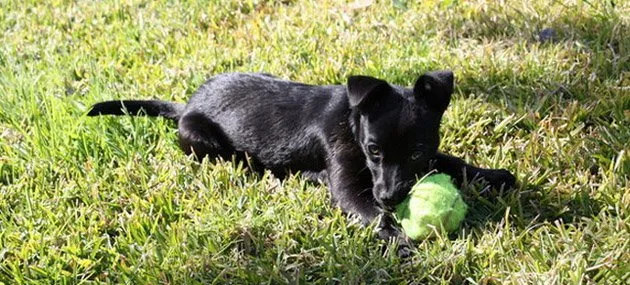 小型葡萄牙波登可犬训练方法_多少钱一只 | 宠物狗饲养