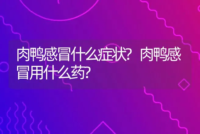 肉鸭感冒什么症状?肉鸭感冒用什么药? | 兽医知识大全