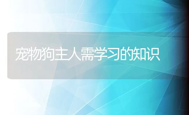 宠物狗主人需学习的知识 | 宠物猫