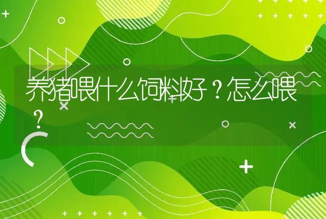 养猪喂什么饲料好？怎么喂？ | 家畜养殖