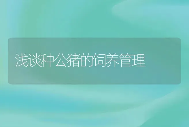 浅谈种公猪的饲养管理 | 动物养殖