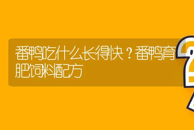 番鸭吃什么长得快？番鸭育肥饲料配方 | 家禽养殖