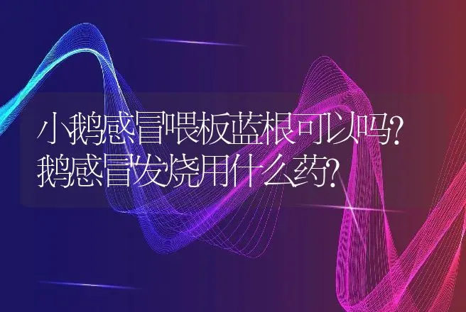 小鹅感冒喂板蓝根可以吗？鹅感冒发烧用什么药？ | 兽医知识大全