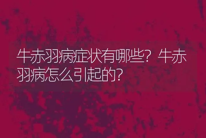 牛赤羽病症状有哪些？牛赤羽病怎么引起的？ | 兽医知识大全