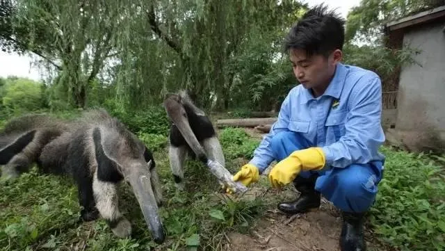 动物贴秋膘，动物又到了长肉的日子了 | 宠物新闻资讯