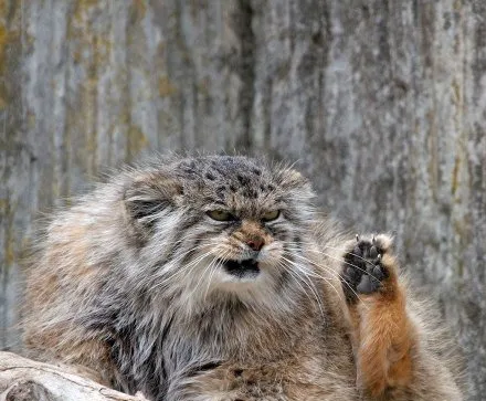 全球最凶猛的猫——帕拉斯猫 | 宠物猫图片