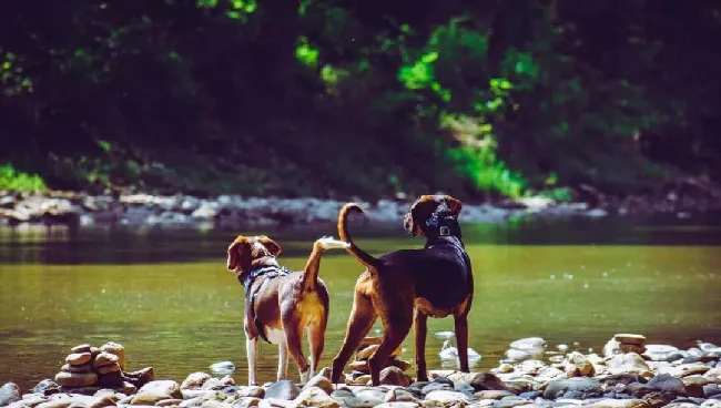 犬舍须知 | CKU五大工具和犬只五大级别标准的赋能使用说明 | 宠物行业洞察