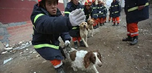 唯有伟大才能表达你们的功勋——搜救犬 | 宠物新闻资讯