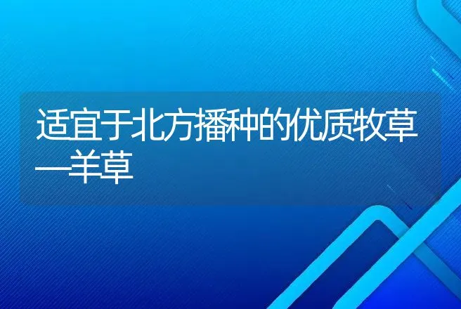 适宜于北方播种的优质牧草―羊草 | 动物养殖