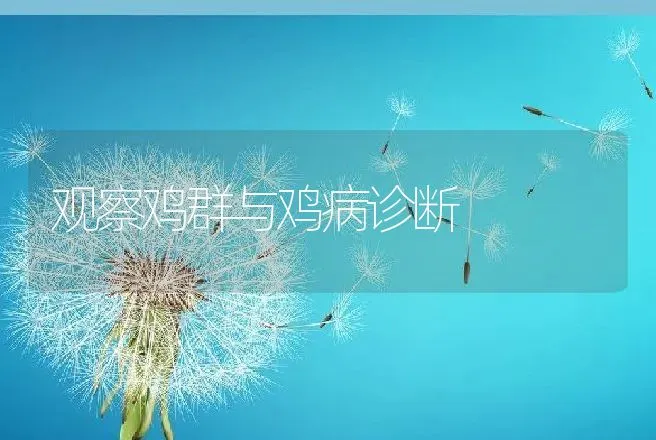 观察鸡群与鸡病诊断 | 动物养殖