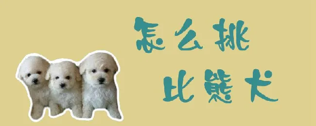 怎么挑比熊犬 | 养宠入门知识