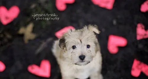 美国摄影师为流浪犬拍摄漂亮的写真 | 宠物新闻资讯