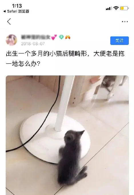 新生小猫腿部畸形的治疗方法 | 宠物猫病虫害防治