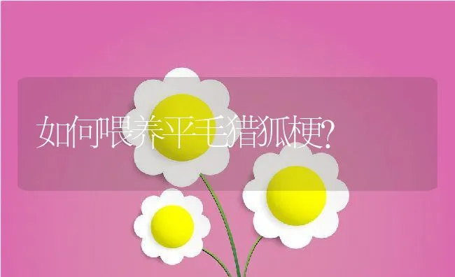 如何喂养平毛猎狐梗？ | 宠物喂养