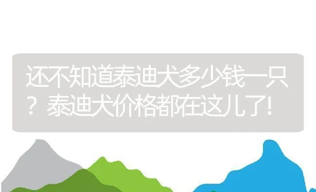 还不知道泰迪犬多少钱一只？泰迪犬价格都在这儿了! | 宠物喂养