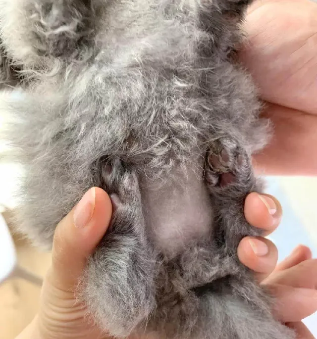 新生小猫腿部畸形的治疗方法 | 宠物猫病虫害防治