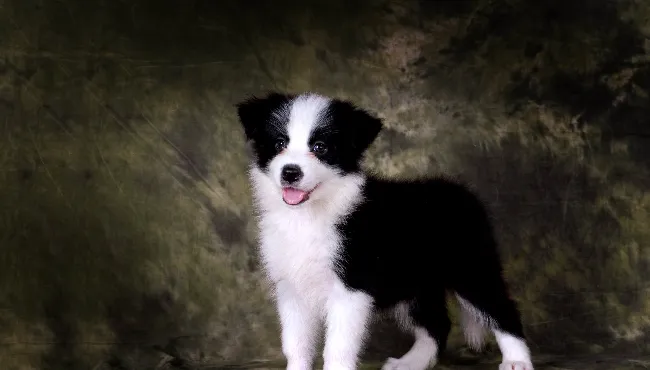 边境牧羊犬的训练步骤和技巧 | 宠物狗训练技巧