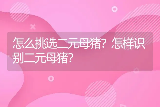 怎么挑选二元母猪？怎样识别二元母猪？ | 动物养殖