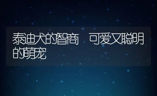 泰迪犬的智商 可爱又聪明的萌宠 | 宠物喂养